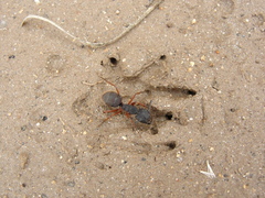 Camponotus rufipes