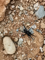 Zelotes