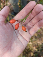 Rosa rubiginosa