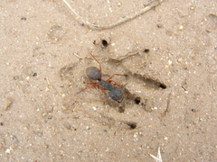 Camponotus rufipes
