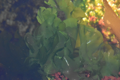 Ulva lactuca