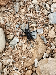 Zelotes