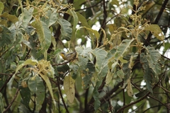 Oreothlypis superciliosa