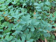 Baptisia alba