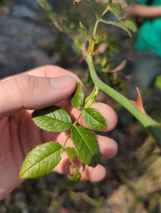 Rosa rubiginosa