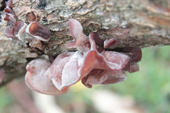 Auricularia auricula-judae