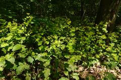 Smyrnium perfoliatum