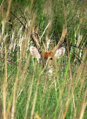 Blastocerus dichotomus