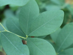 Baptisia alba