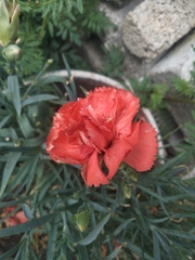 Dianthus caryophyllus