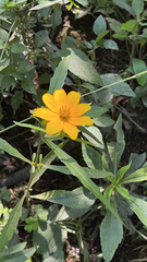 Cosmos sulphureus