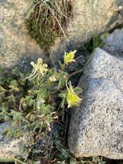 Aquilegia pubescens