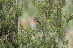 Schoeniophylax phryganophilus