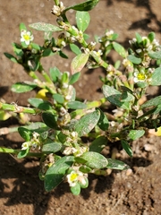 Polygonum aviculare