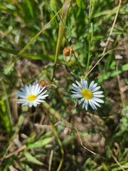 Aphanostephus ramosissimus