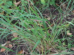 Schizachyrium scoparium
