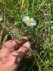 Aphanostephus ramosissimus