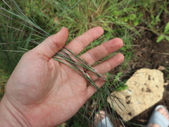 Schizachyrium scoparium