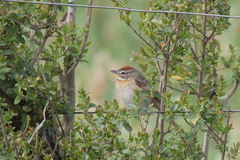 Schoeniophylax phryganophilus