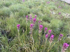 Castilleja lemmonii