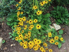 Rudbeckia triloba