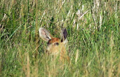 Blastocerus dichotomus