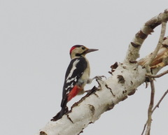 Dendrocopos syriacus