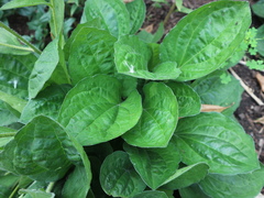 Rudbeckia triloba