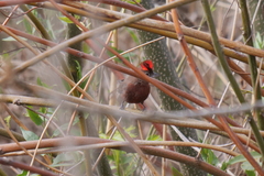 Coryphospingus cucullatus