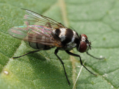 Limnophora obsignata