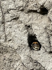 Anthophora pilifrons