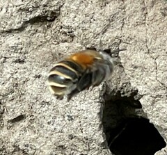 Anthophora pilifrons
