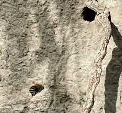 Anthophora pilifrons