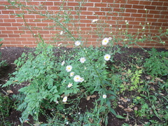 Symphyotrichum oolentangiense