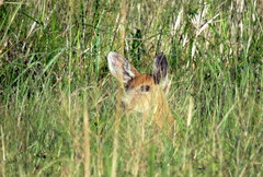 Blastocerus dichotomus