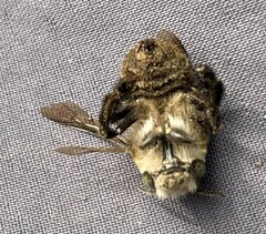 Anthophora pilifrons