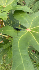 Aculeata