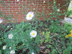 Symphyotrichum oolentangiense