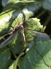 Tipula paludosa