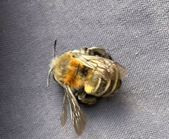 Anthophora pilifrons