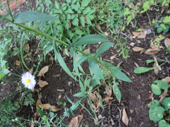 Symphyotrichum oolentangiense