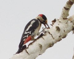 Dendrocopos syriacus