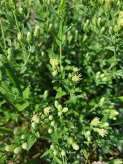 Brickellia eupatorioides