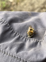 Anthophora pilifrons