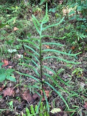 Woodwardia areolata