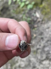 Anthophora pilifrons