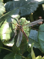 Tipula paludosa