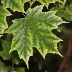 Acer saccharum