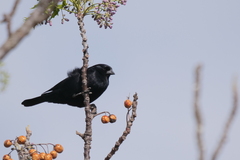 Molothrus rufoaxillaris
