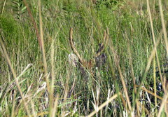 Blastocerus dichotomus